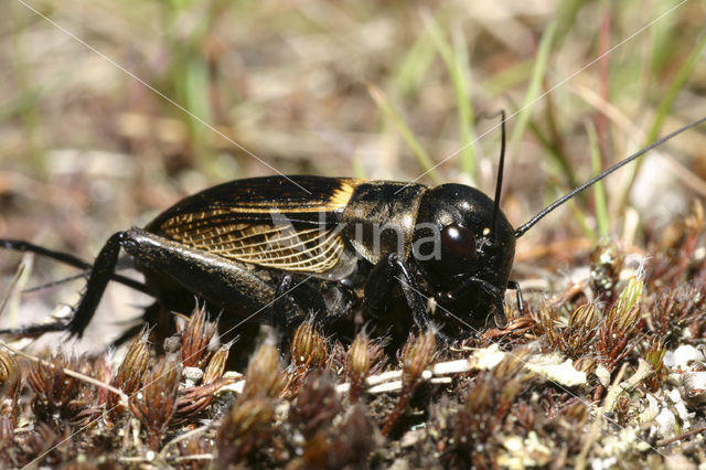 Veldkrekel (Gryllus campestris)