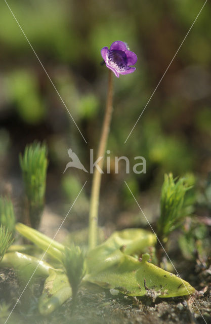 Vetblad (Pinguicula vulgaris)