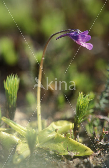 Vetblad (Pinguicula vulgaris)