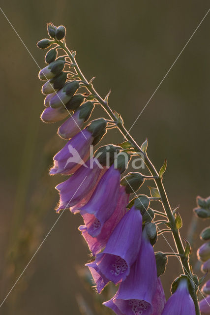 Foxglove (Digitalis spec.)