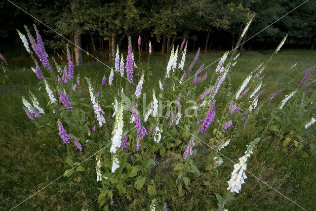 Vingerhoedskruid (Digitalis spec.)