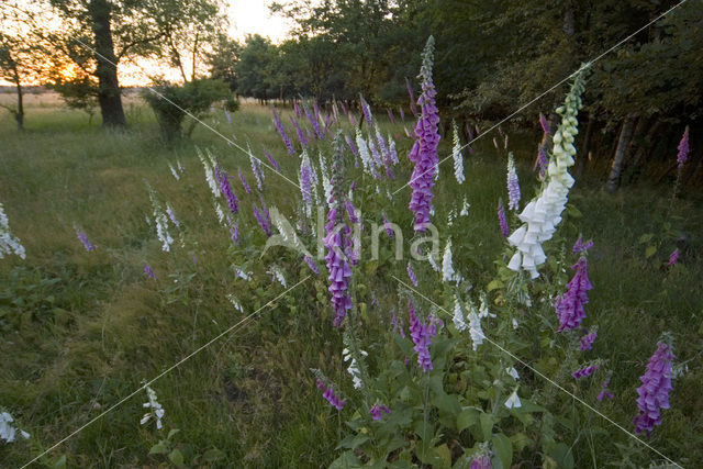 Vingerhoedskruid (Digitalis spec.)