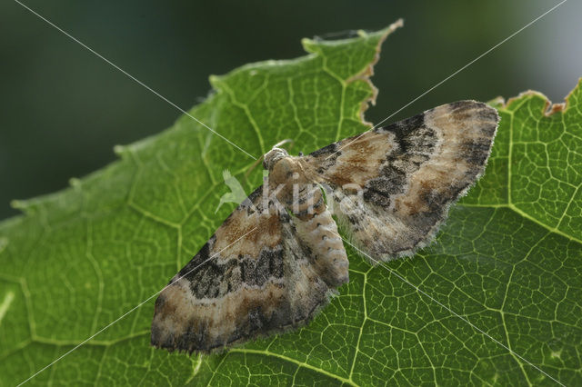 Vingerhoedskruiddwergspanner (Eupithecia pulchellata)