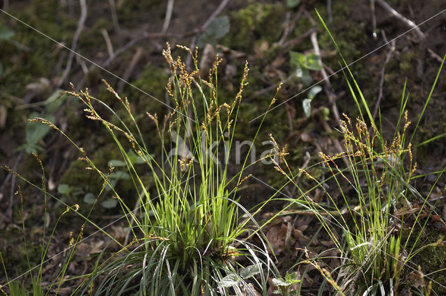 Vingerzegge (Carex digitata)