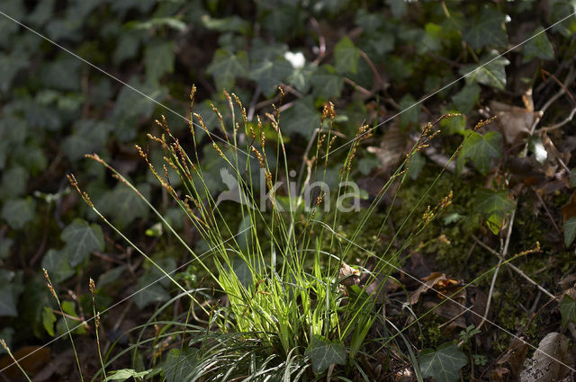 Vingerzegge (Carex digitata)