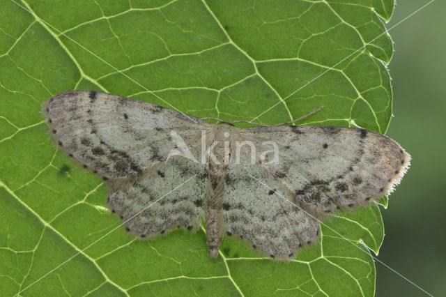 Vlekstipspanner (Idaea dimidiata)