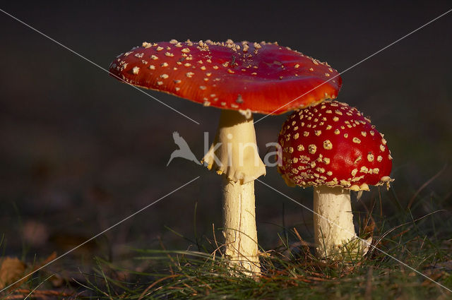 Vliegenzwam (Amanita muscaria)