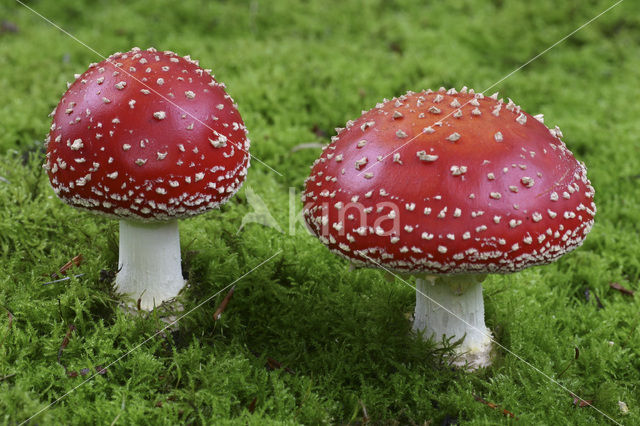 Vliegenzwam (Amanita muscaria)