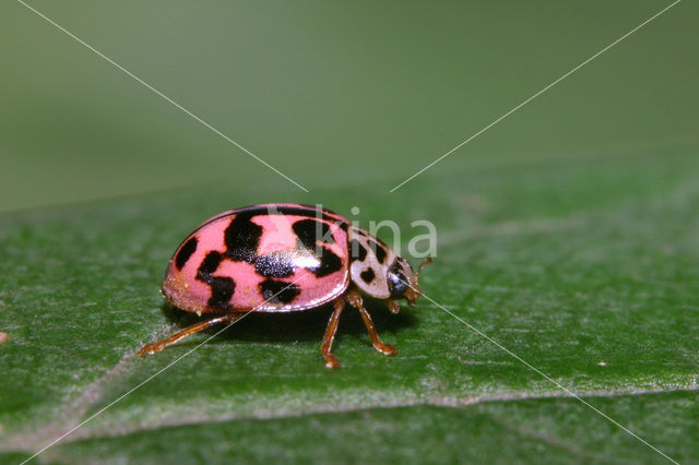 Vloeivleklieveheersbeestje (Oenopia conglobata)