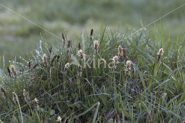 Voorjaarszegge (Carex caryophyllea)