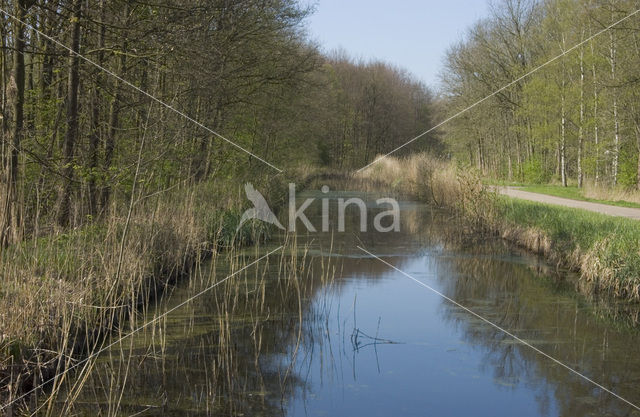 Voorsterbos