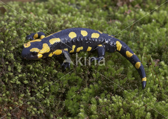 Vuursalamander (Salamandra salamandra)