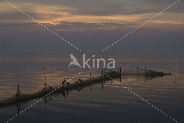 Waddenzee