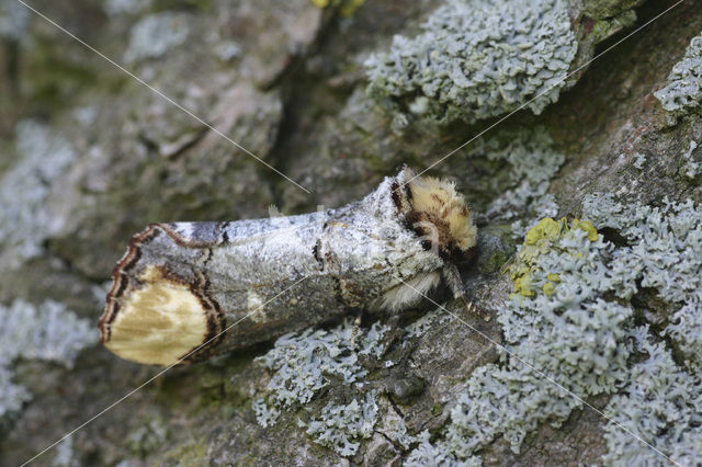 Wapendrager (Phalera bucephala)