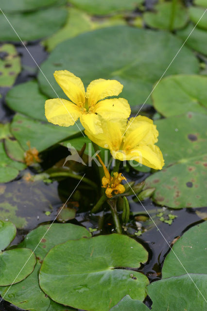 Watergentiaan (Nymphoides peltata)