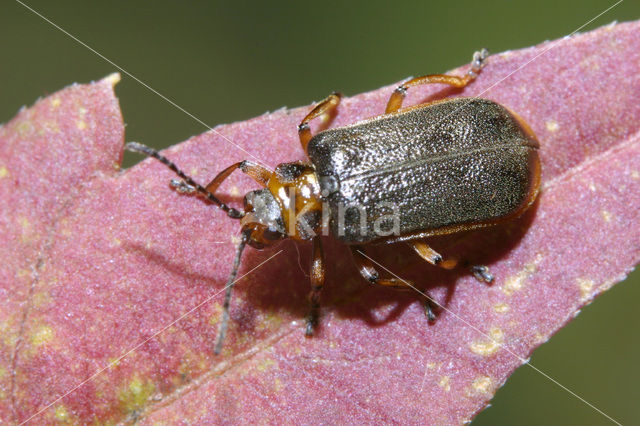 Waterleliehaantje (Galerucella nymphaeae)