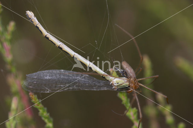 Watersnuffel (Enallagma cyathigerum)