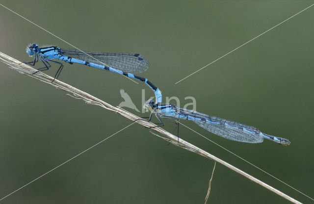 Watersnuffel (Enallagma cyathigerum)