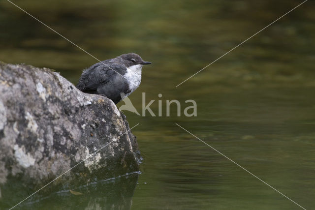 Waterspreeuw (Cinclus cinclus)