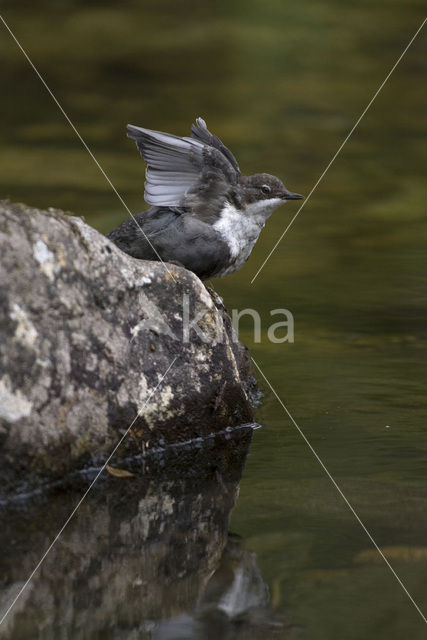 Waterspreeuw (Cinclus cinclus)