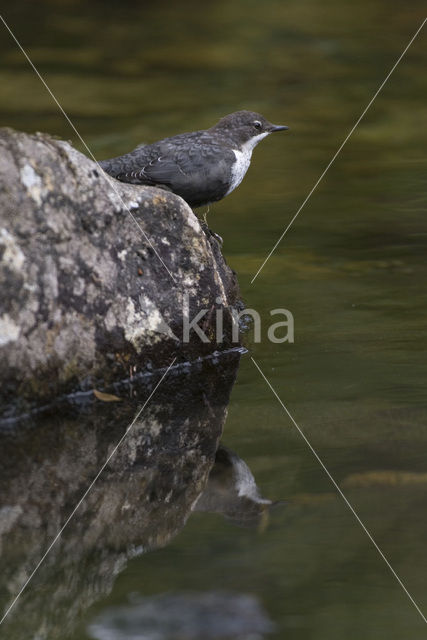 Waterspreeuw (Cinclus cinclus)