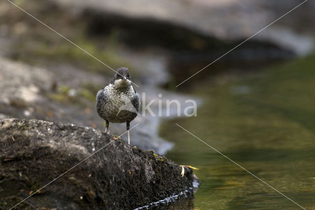 White-throated Dipper (Cinclus cinclus)