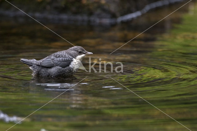 Waterspreeuw (Cinclus cinclus)