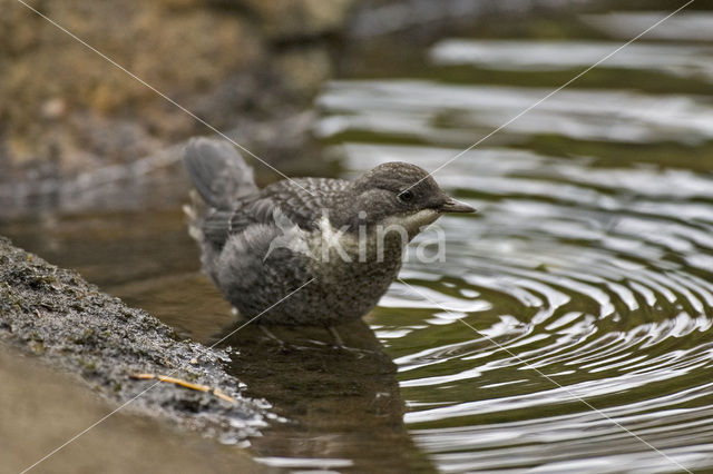 Waterspreeuw (Cinclus cinclus)