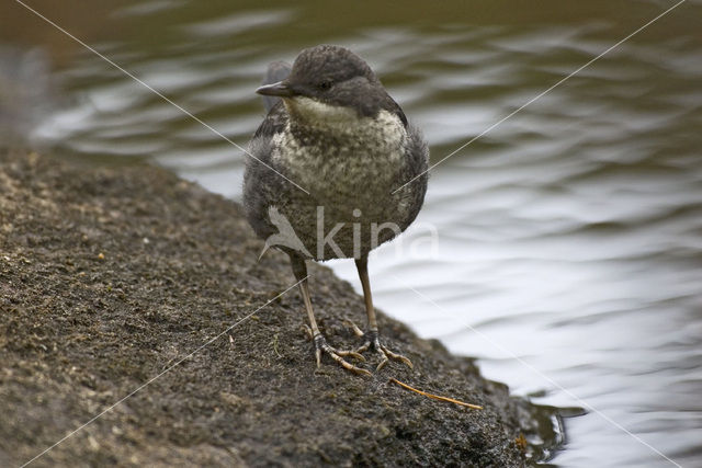 Waterspreeuw (Cinclus cinclus)