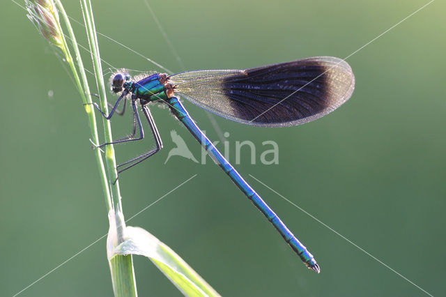 Weidebeekjuffer (Calopteryx splendens)