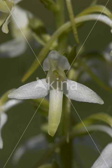 Welriekende nachtorchis (Platanthera bifolia)