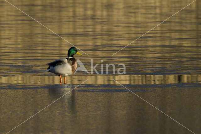 Wilde Eend (Anas platyrhynchos)