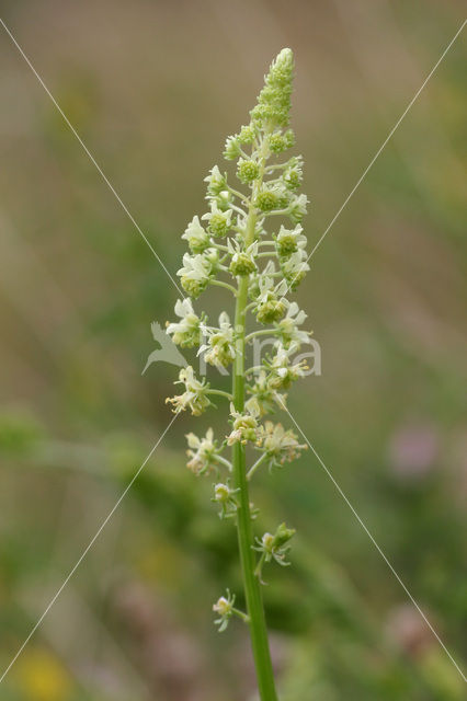 Wilde reseda (Reseda lutea)