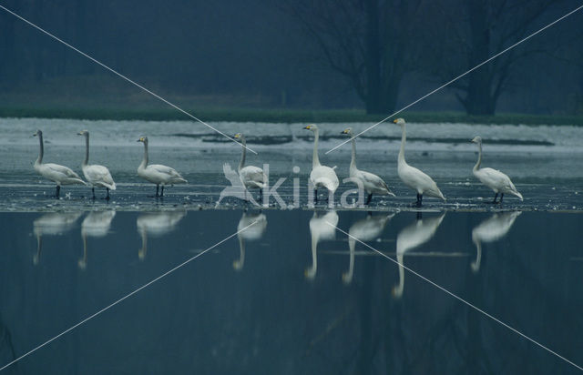 Wilde Zwaan (Cygnus cygnus)