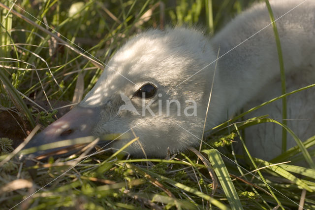 Wilde Zwaan (Cygnus cygnus)