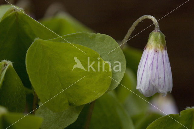 Witte klaverzuring (Oxalis acetosella)