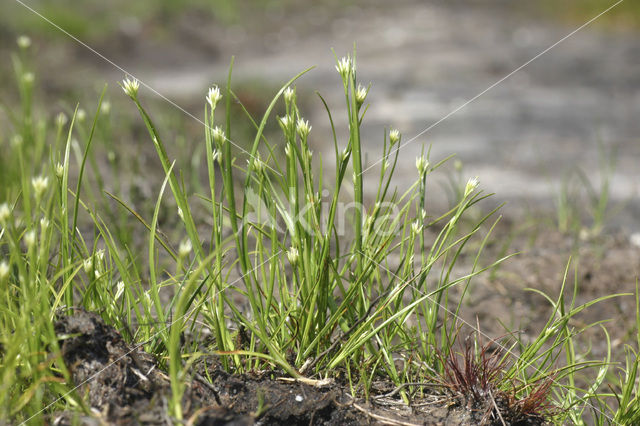 White Beak-sedge (Rhynchospora alba)