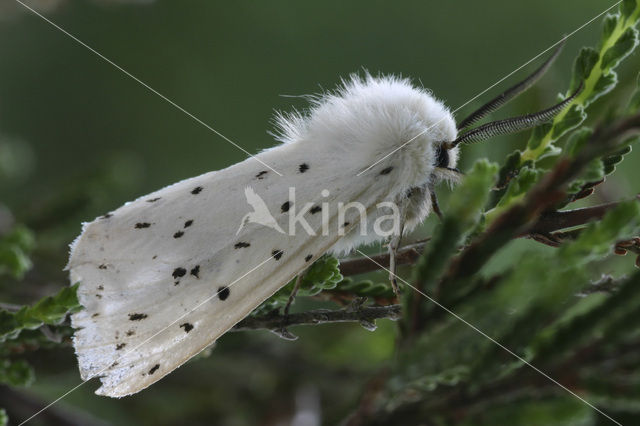 Witte tijger (Spilosoma lubricipeda)