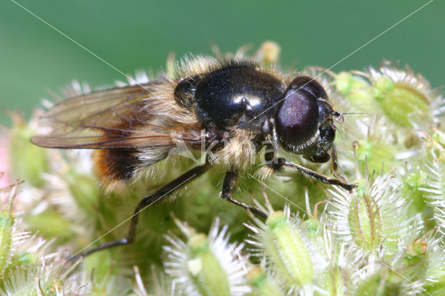 Wollig gitje (Cheilosia illustrata)