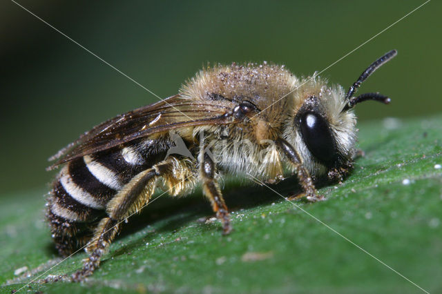 Wormkruidbij (Colletes daviesanus)