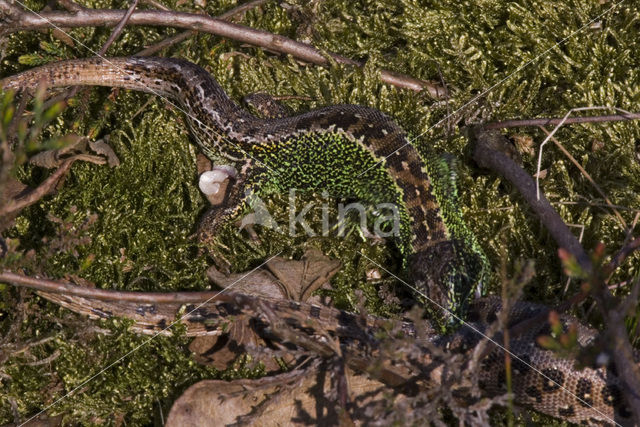 Zandhagedis (Lacerta agilis)