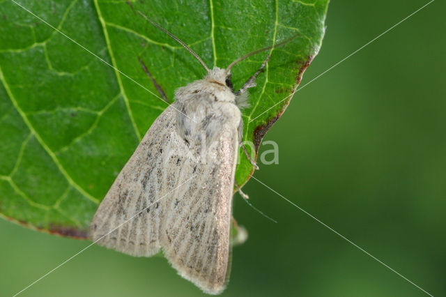 Zandhaverboorder (Chortodes elymi)