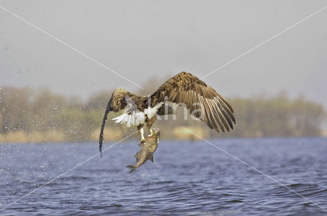 Zeearend (Haliaeetus albicilla)