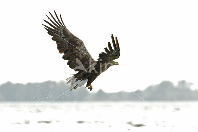 Zeearend (Haliaeetus albicilla)