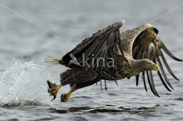 Zeearend (Haliaeetus albicilla)