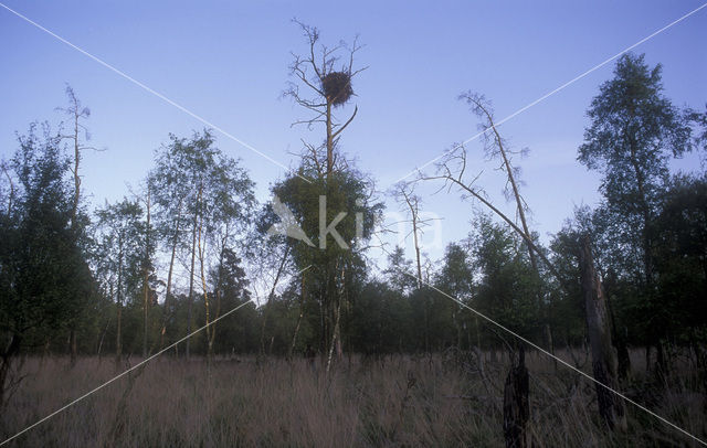 Zeearend (Haliaeetus albicilla)