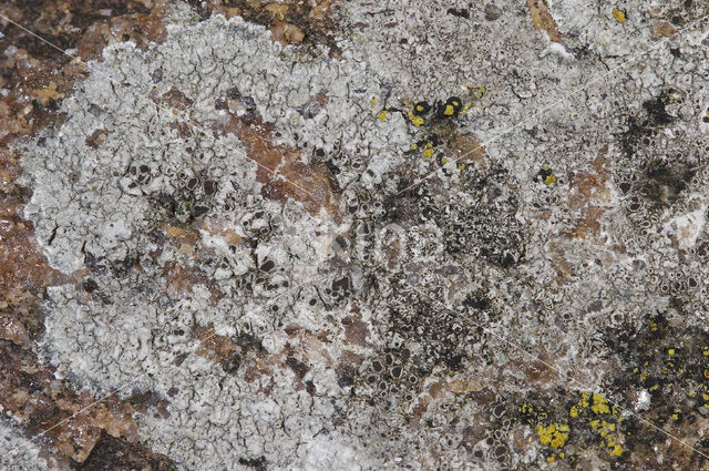 Zeeschotelkorst (Lecanora helicopis)