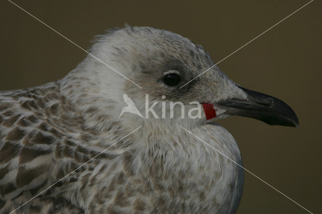 Zilvermeeuw (Larus argentatus)