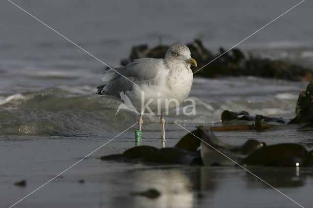 Zilvermeeuw (Larus argentatus)