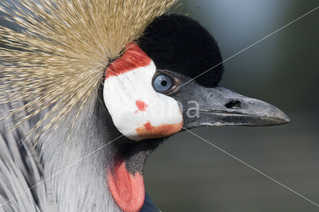 Zuidelijke kroonkraanvogel